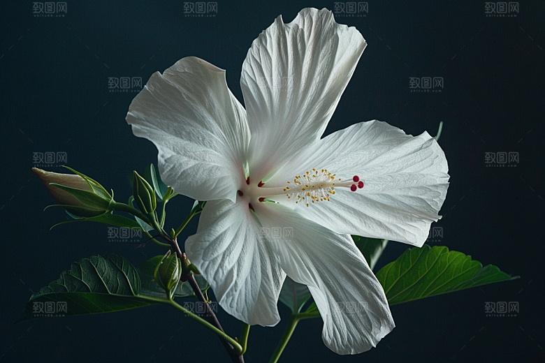 木槿花花卉清新摄影图