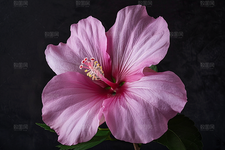 木槿花彩色唯美摄影图