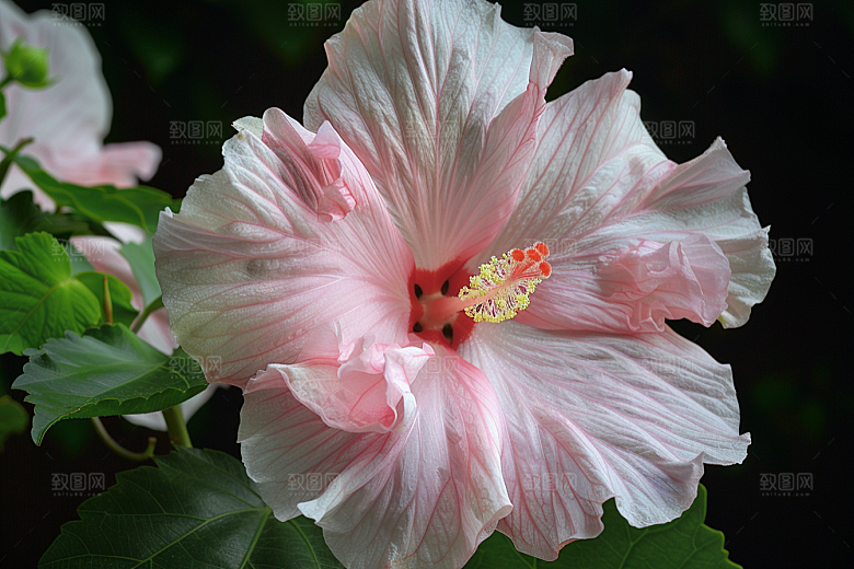木槿花花卉花朵摄影图