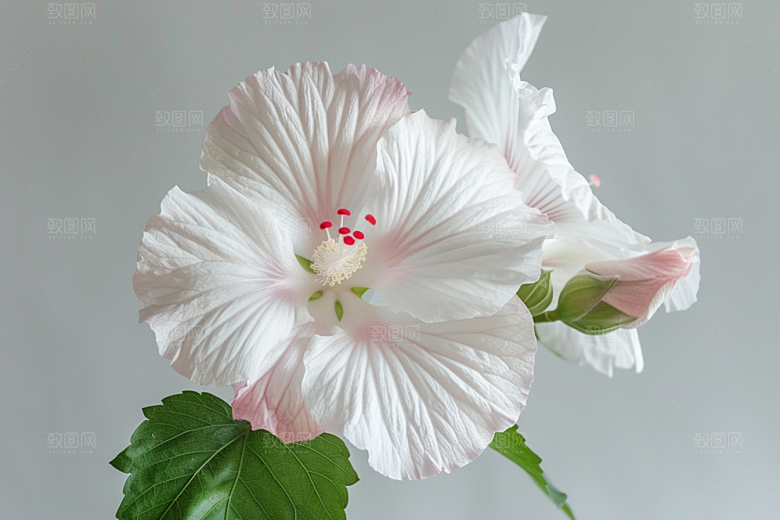 木槿花植物高清摄影图
