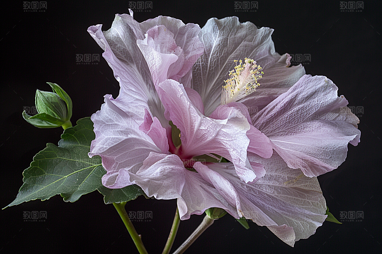 木槿花花朵木棉摄影图