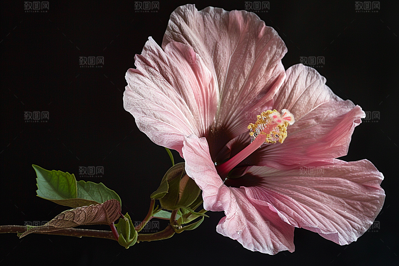 木槿花清新花卉摄影图