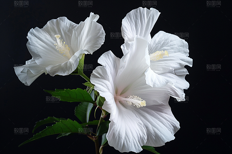 木槿花花卉夏天摄影图