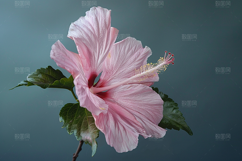 木槿花高清夏天摄影图