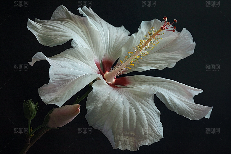 木槿花唯美花卉摄影图
