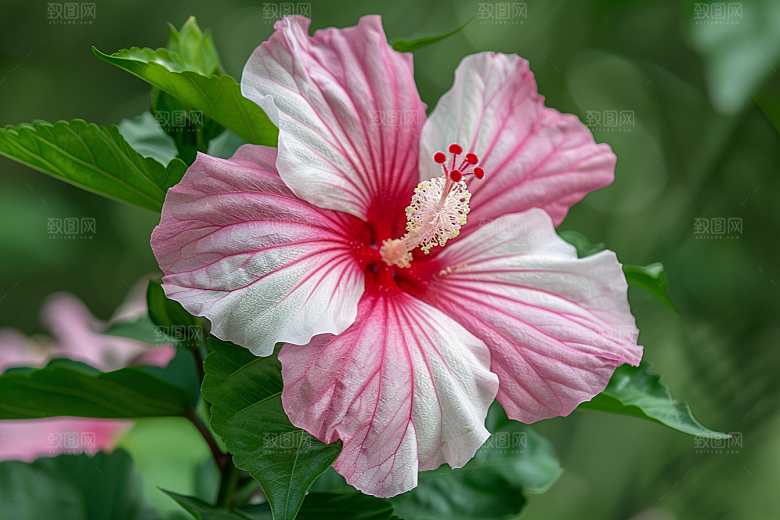 木槿花花朵花卉摄影图