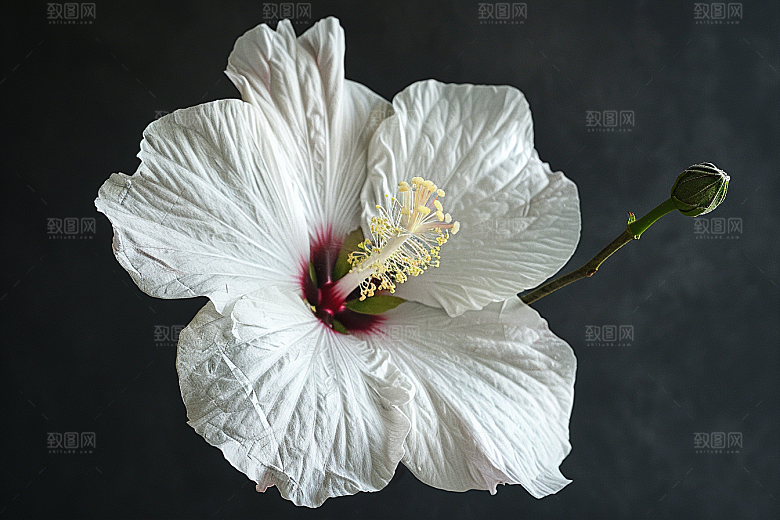 木槿花清新自然摄影图