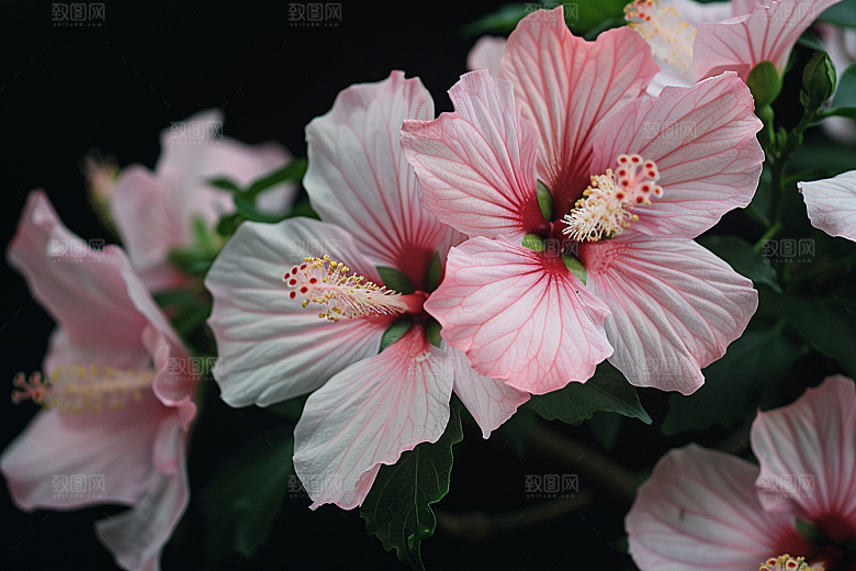 木槿花花朵唯美摄影图