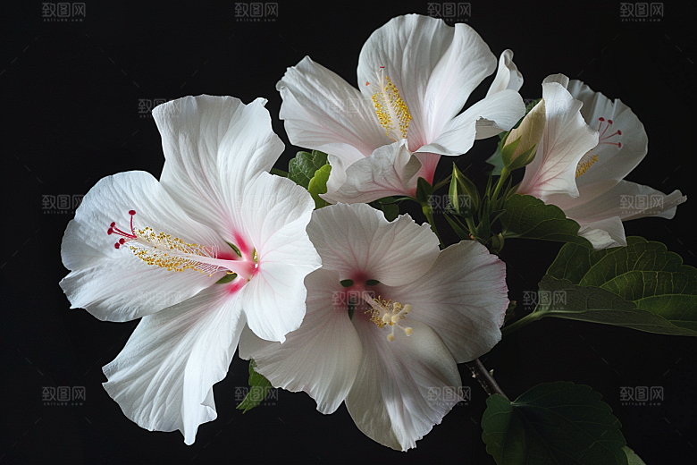 木槿花唯美夏季摄影图