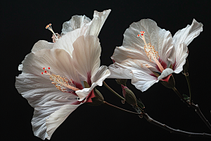 木槿花花卉花朵摄影图