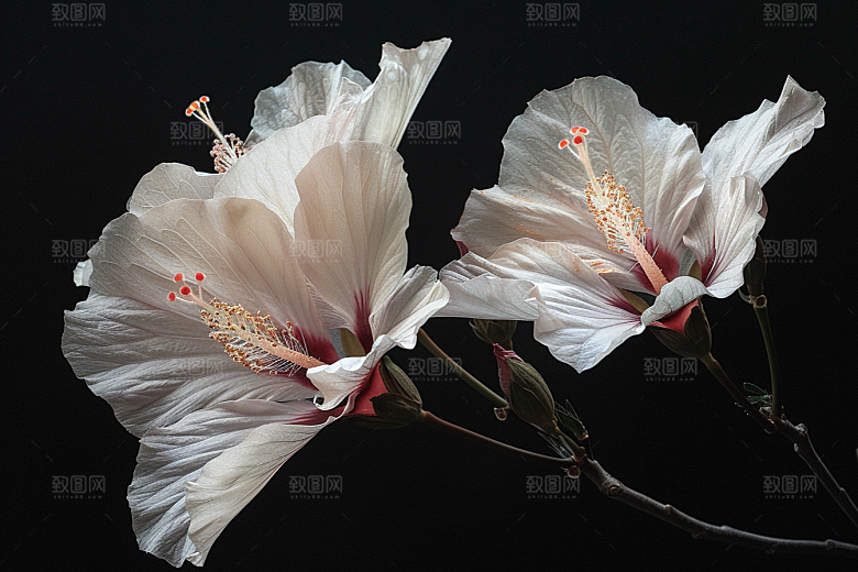 木槿花花卉花朵摄影图