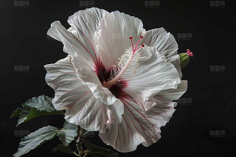 木槿花夏天唯美摄影图