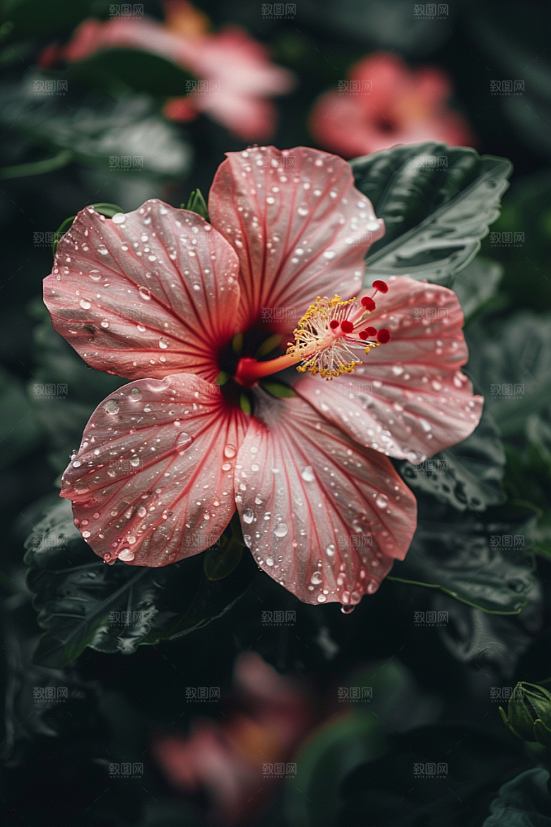 木槿花夏季木棉摄影图