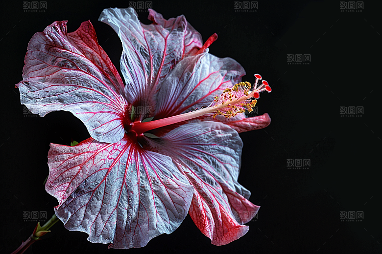 木槿花花朵植物摄影图