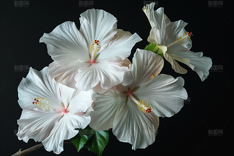 木槿花花朵花卉摄影图