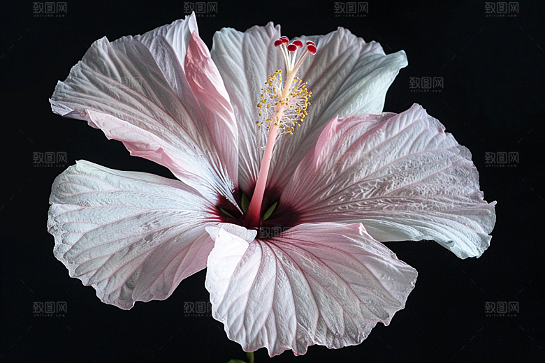 木槿花花卉清新摄影图