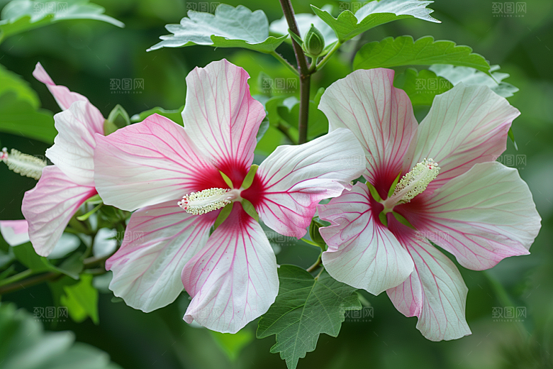 木槿花高清花朵摄影图