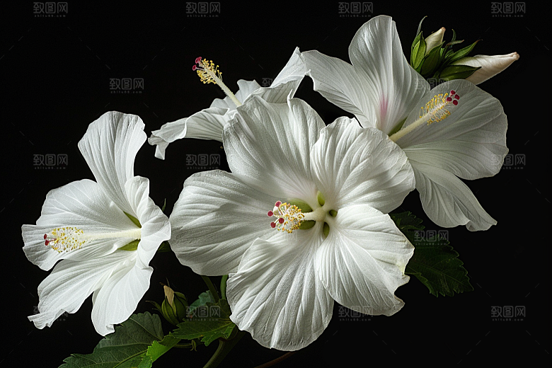 木槿花花朵唯美摄影图