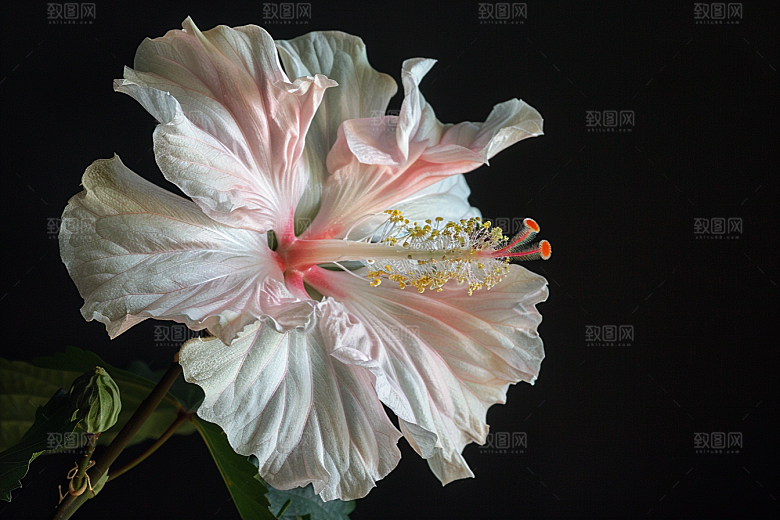 木槿花夏天高清摄影图