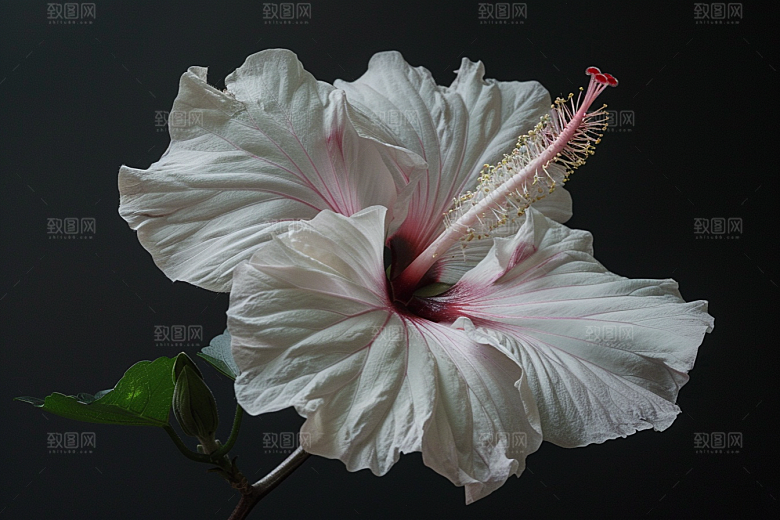 木槿花植物彩色摄影图