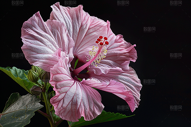 木槿花自然花卉摄影图
