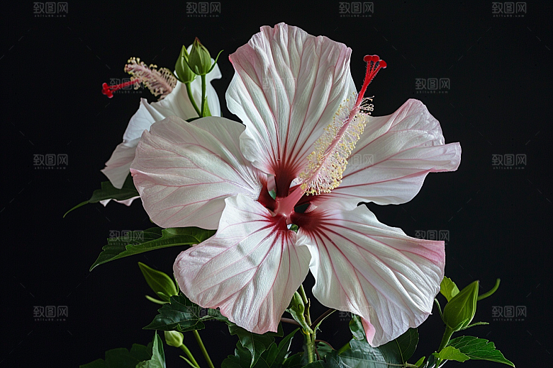木槿花高清夏季摄影图