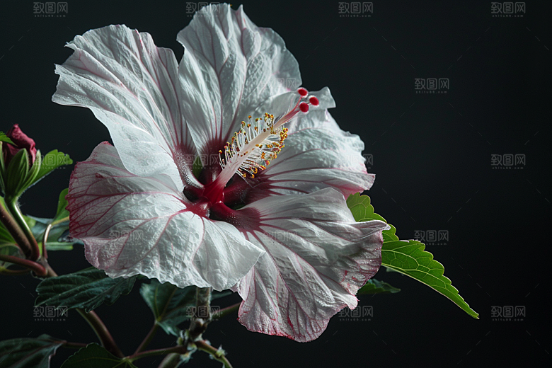 木槿花彩色植物摄影图