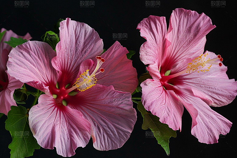 木槿花夏天自然摄影图