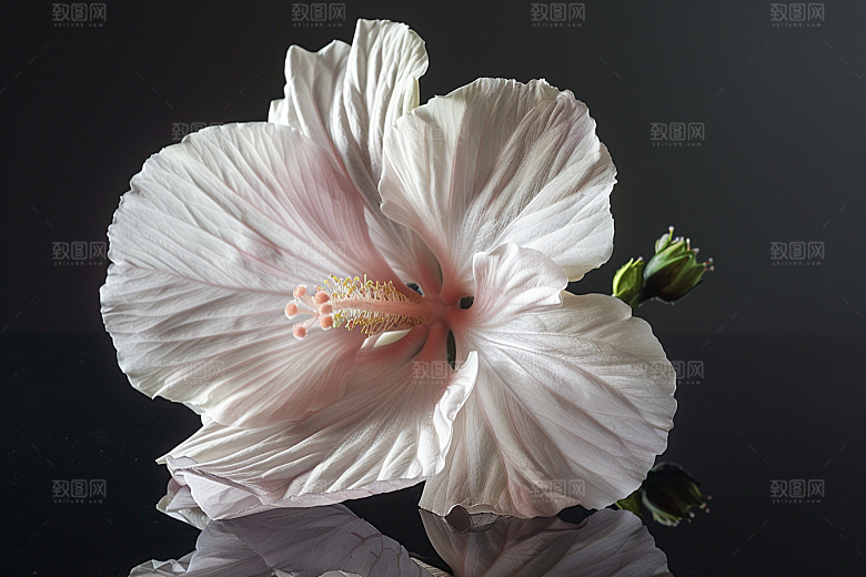木槿花夏季植物摄影图