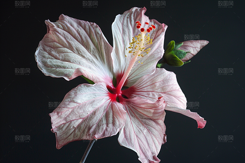 木槿花彩色自然摄影图
