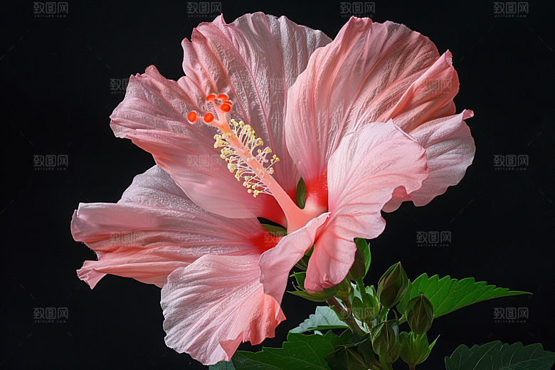 木槿花夏季高清摄影图