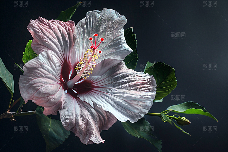 木槿花夏季花卉摄影图
