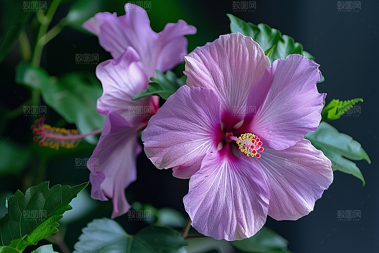 木槿花彩色自然摄影图