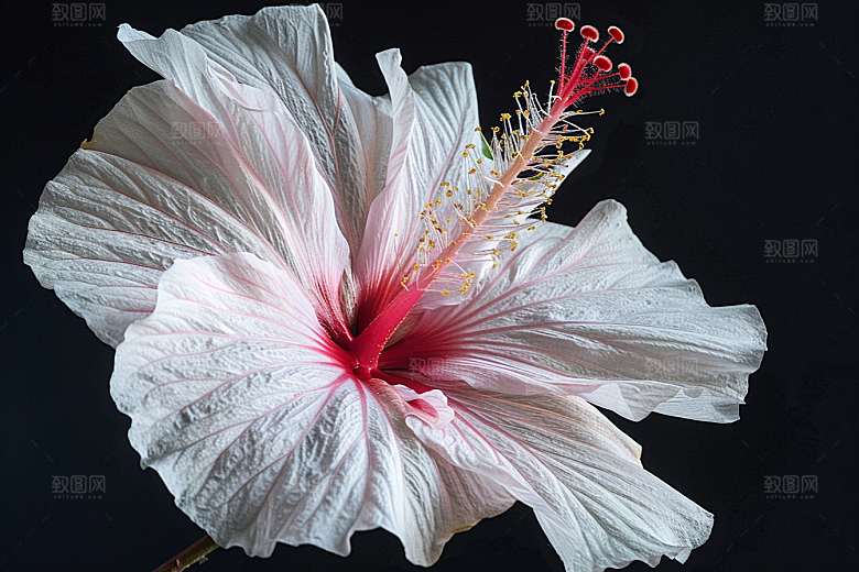 木槿花高清彩色摄影图