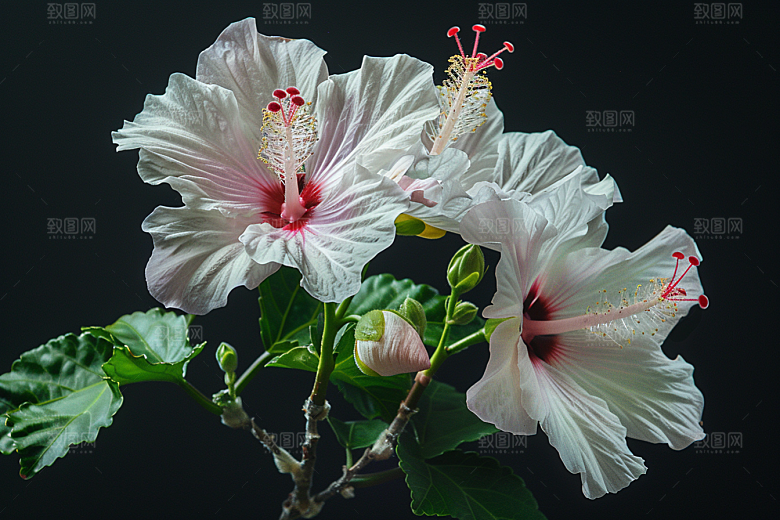 木槿花花卉夏季摄影图