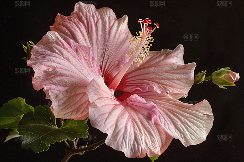 木槿花夏季夏天摄影图