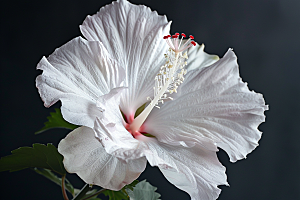 木槿花夏天清新摄影图