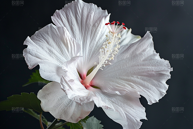 木槿花夏天清新摄影图