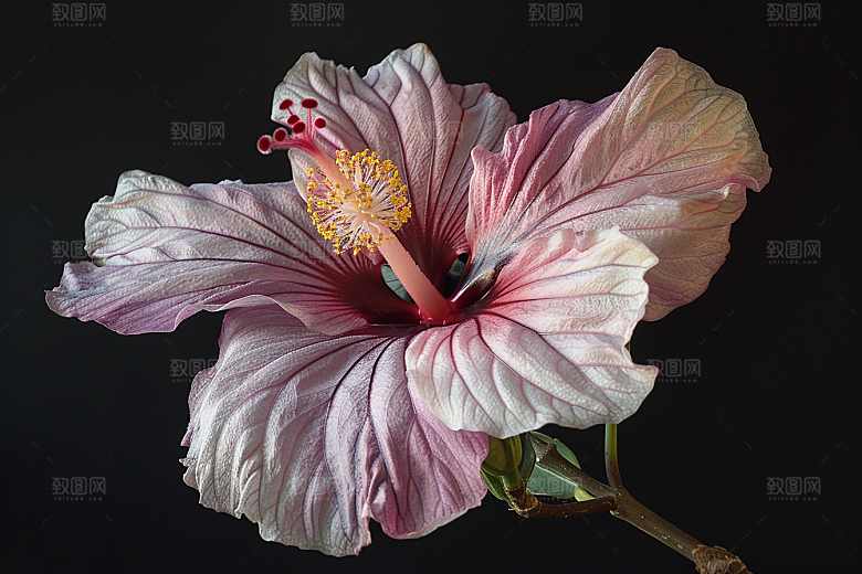 木槿花自然花朵摄影图