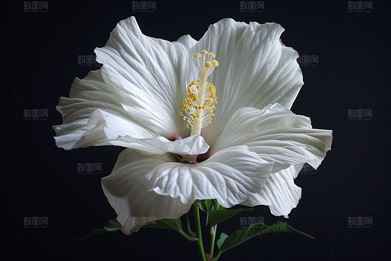 木槿花清新夏季摄影图