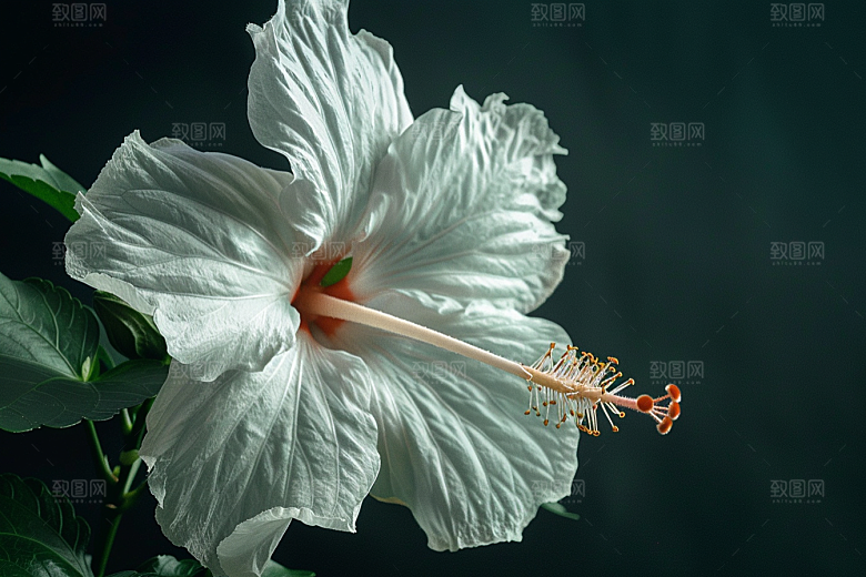 木槿花夏天花朵摄影图
