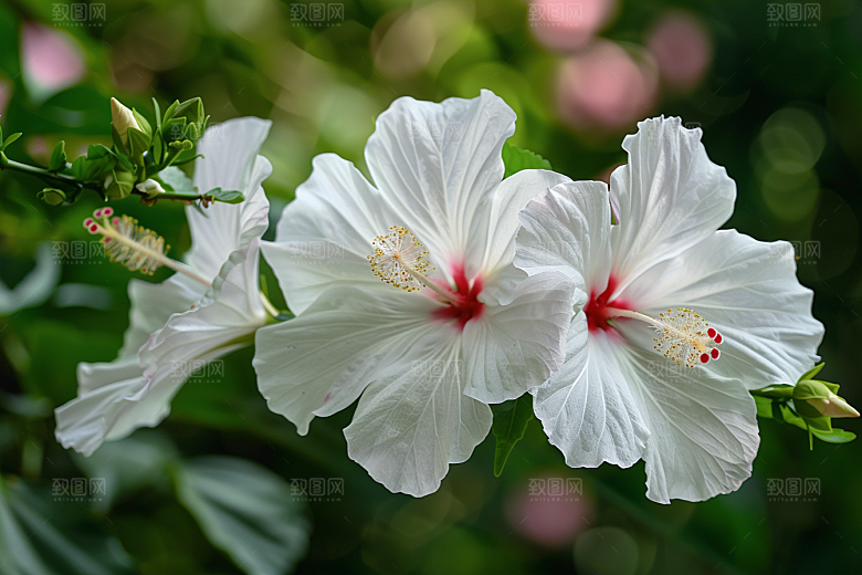木槿花清新花朵摄影图