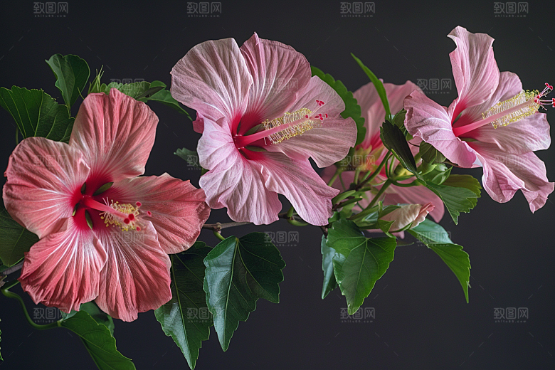 木槿花高清花朵摄影图