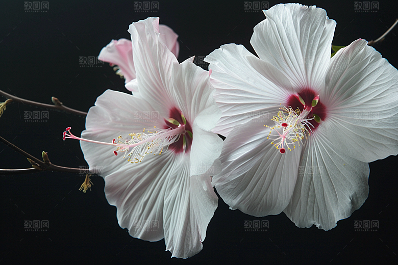 木槿花花朵植物摄影图