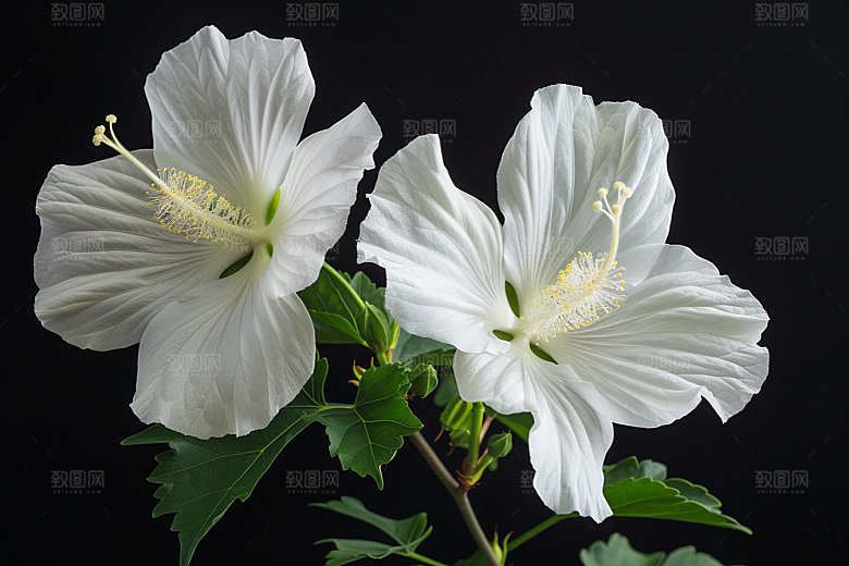 木槿花彩色自然摄影图