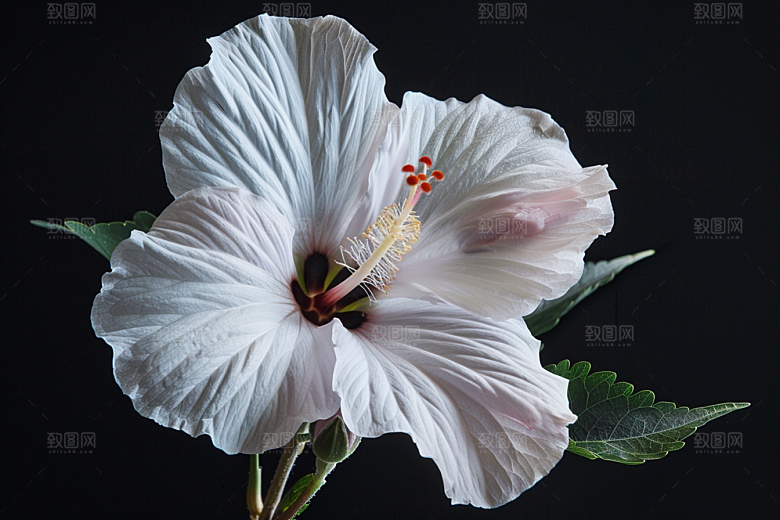 木槿花植物花朵摄影图