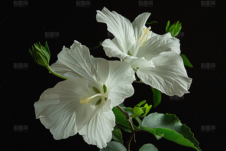 木槿花夏天花朵摄影图