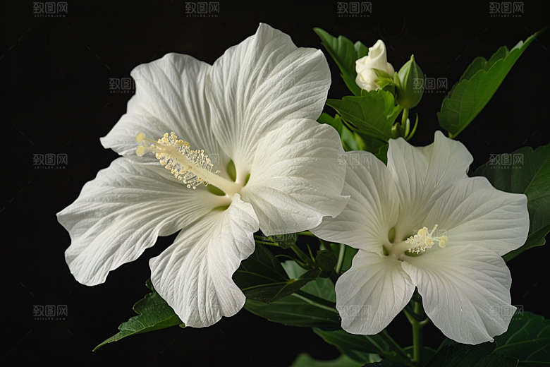 木槿花花卉高清摄影图