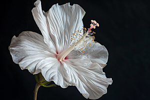 木槿花花朵高清摄影图