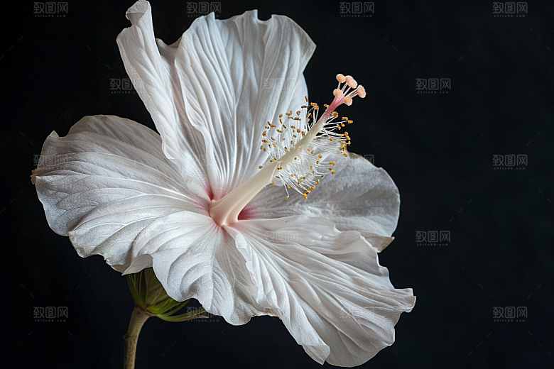 木槿花花朵高清摄影图